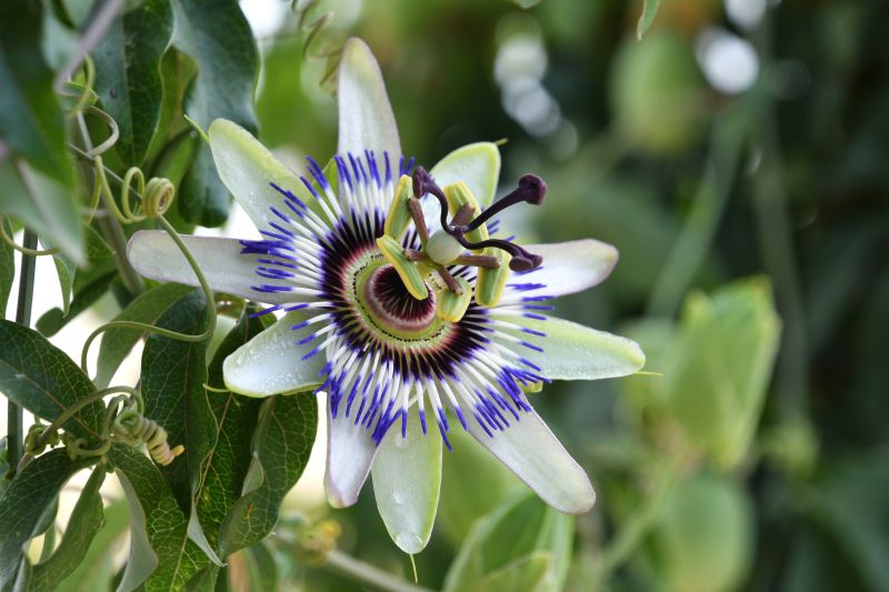 Pasiflora